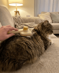 Self-Cleaning Slicker Brush | Pet Grooming Brush for Cats & Dogs