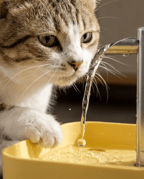 Cat Water Fountain 1.5L | Ultra-Quiet Filtered Pet Drinking Fountain